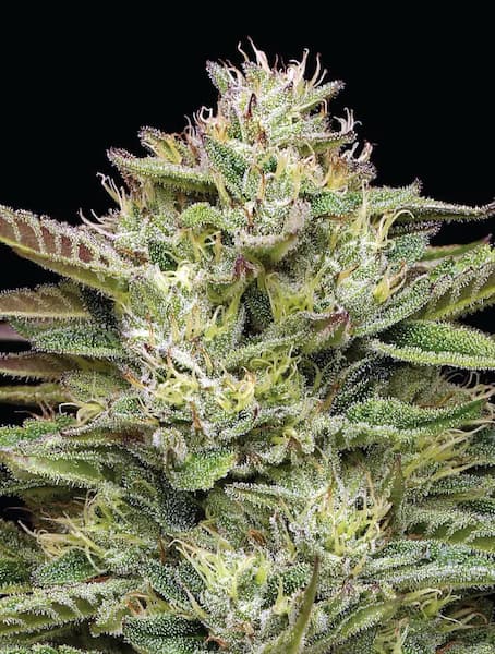 Blueberry Cupcake > Humboldt Seed Company | Semillas feminizadas  |  Híbrido